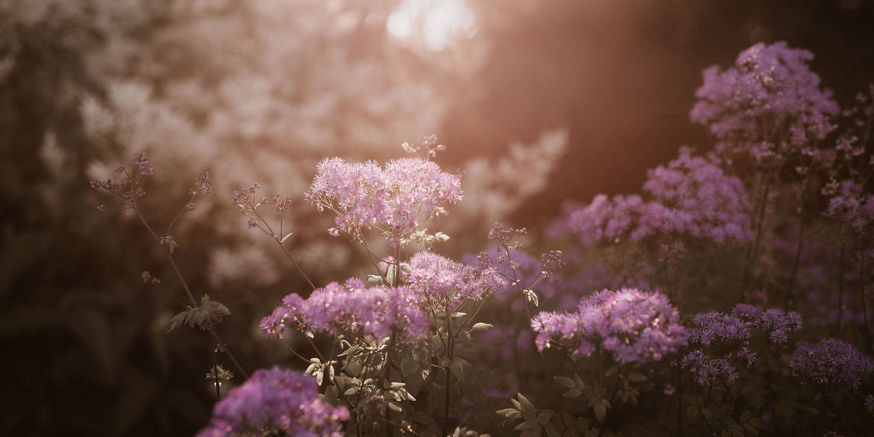 Banner Bramberi lenaliteratur.de