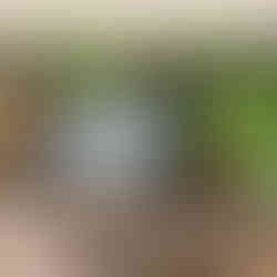 Rote und gelbe Bete mit Blattgrün in einer Holzkiste auf einem alten Holzhandwagen im Klostergarten der ehemaligen Benediktinerabtei in Seligenstadt, daneben ein altes Spendenkästchen