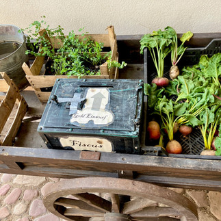 Rote und gelbe Bete mit Blattgrün in einer Holzkiste auf einem alten Holzhandwagen im Klostergarten der ehemaligen Benediktinerabtei in Seligenstadt, daneben ein altes Spendenkästchen