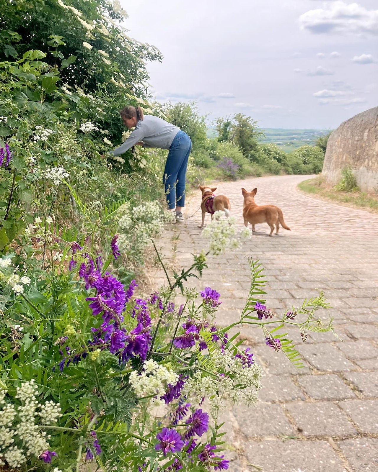 Lena Dieterle pflückt Holunderblüten am Wegesrand, begleitet von ihren zwei Hunden – im Vordergrund 