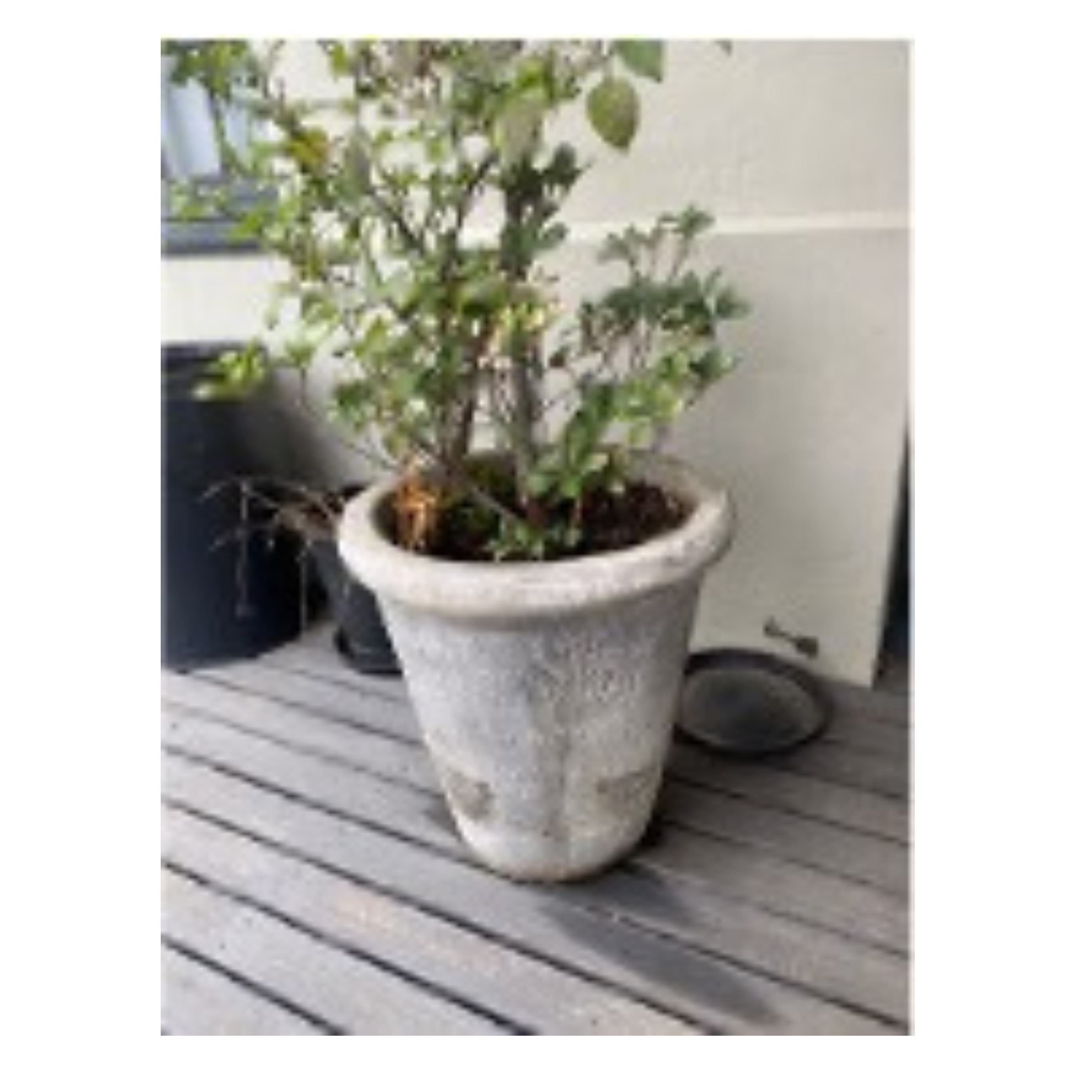 Large Round Pot plant