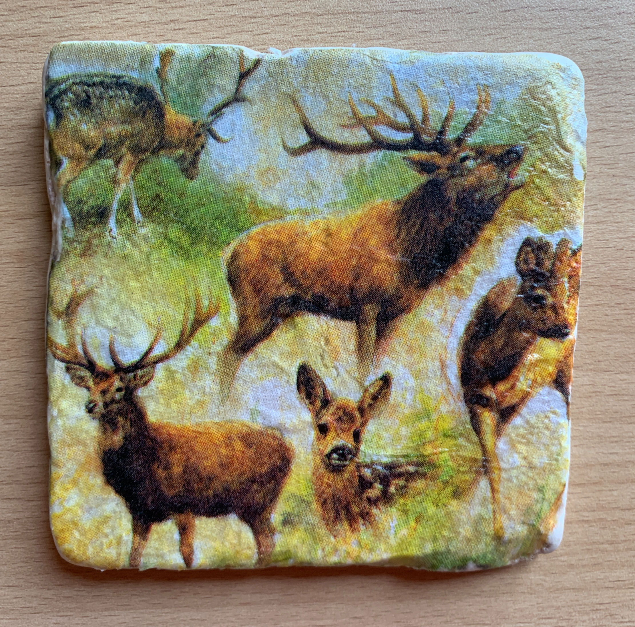 Deer