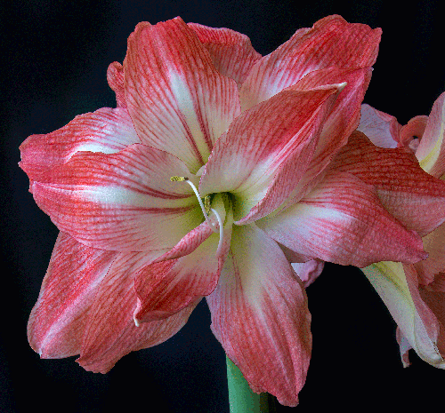 small pink amaryllis