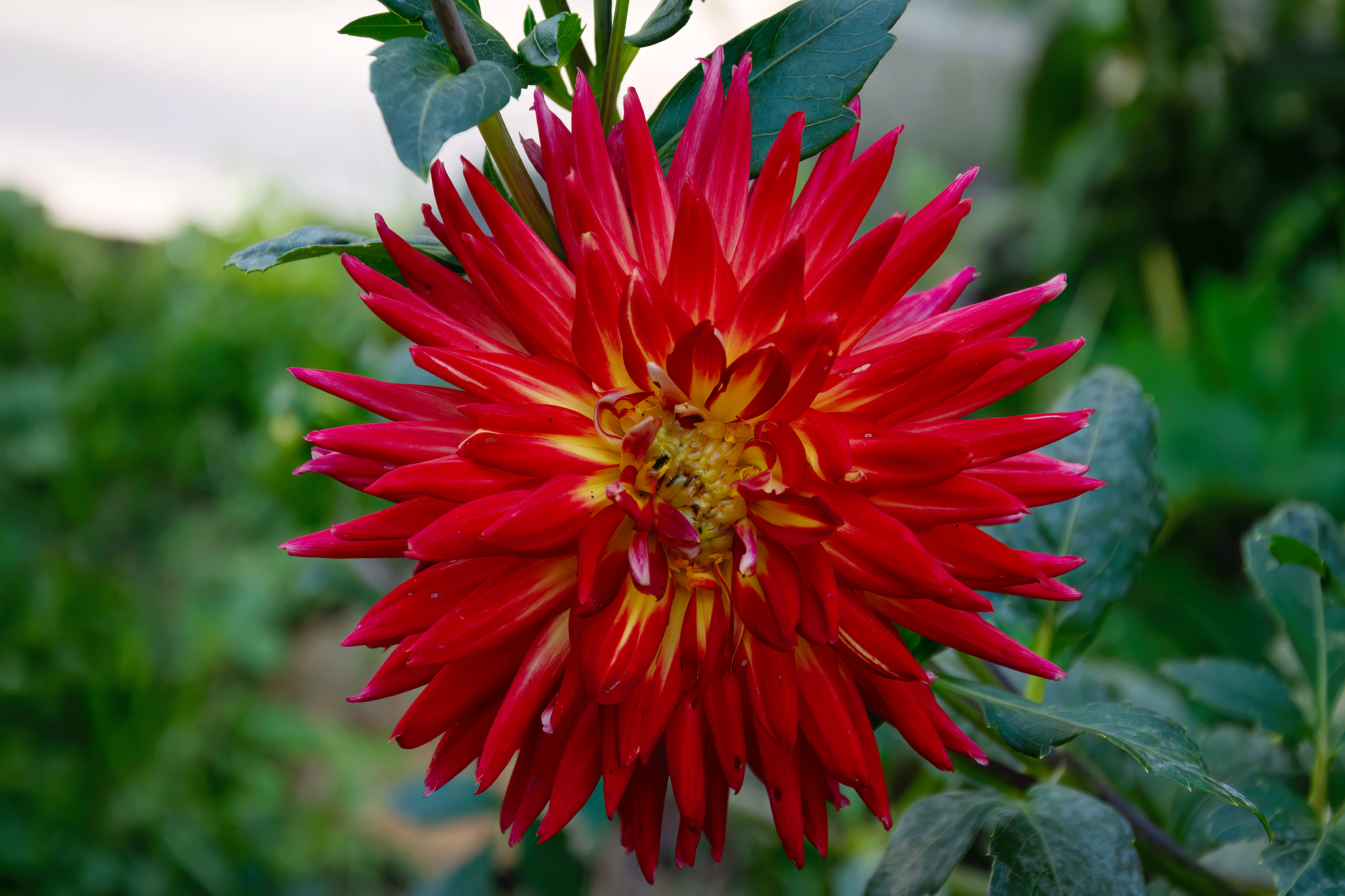 bright red flower burst