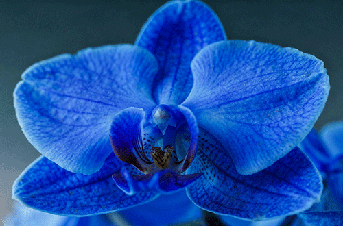 sm-Use-AI-Image-May-1,-2026,-22_03_23.gif