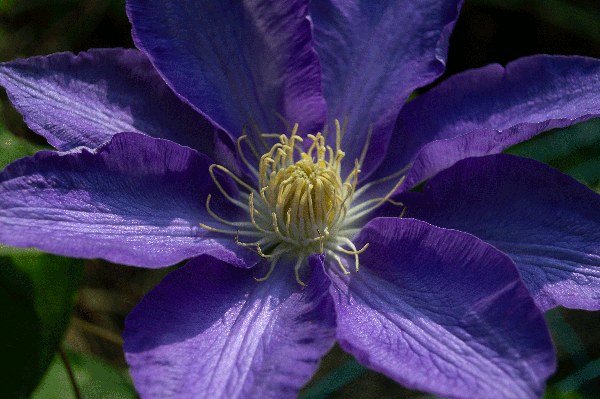 purple-bloosum.gif