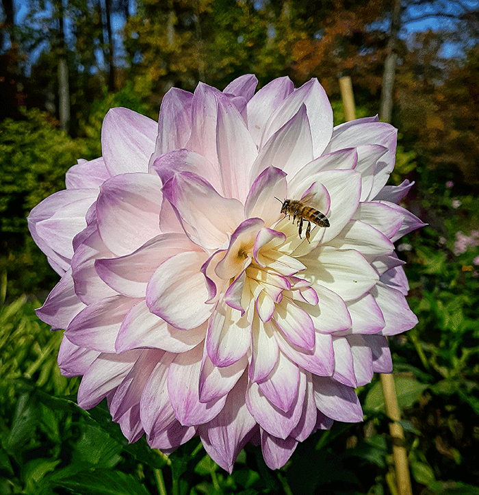 sm-Kim-flower-and-bee.gif