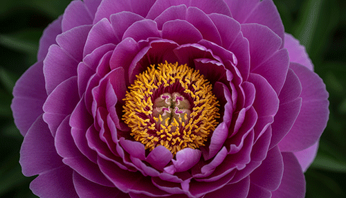 sm-Use-AI-Image-May-1,-2026,-22_09_51.gif