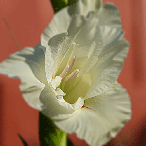 sm-DSC_7749.gif