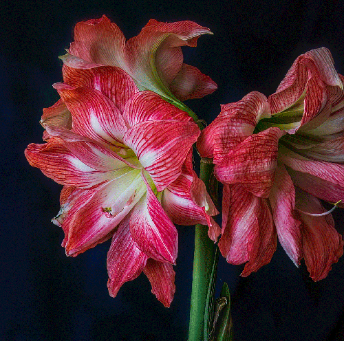 wild red colors 