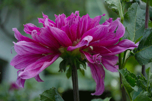sm-DSC_8038.gif