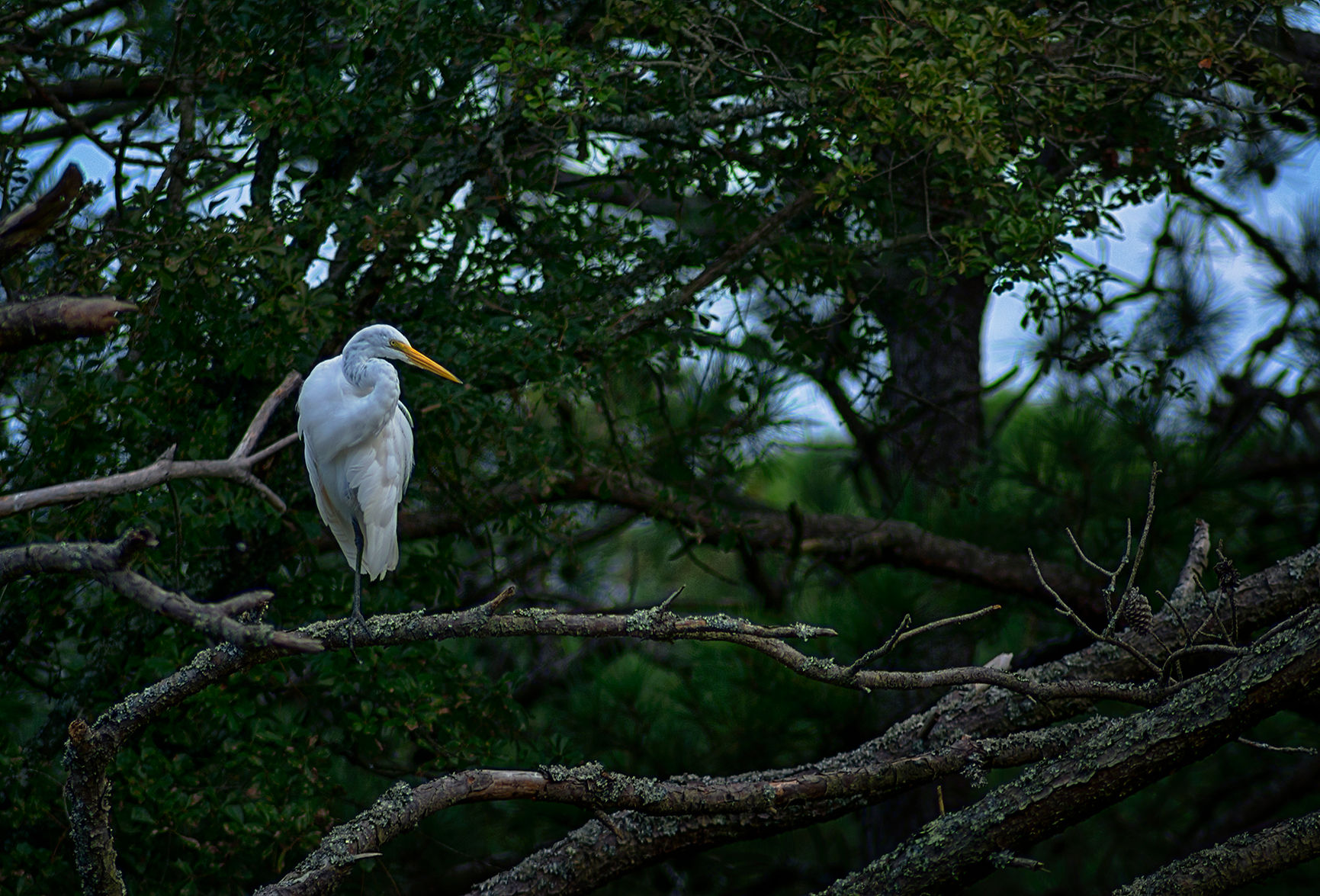 DSC_8496sm.jpg