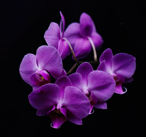 purple-orchid-cluster.gif