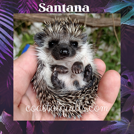Santana.png