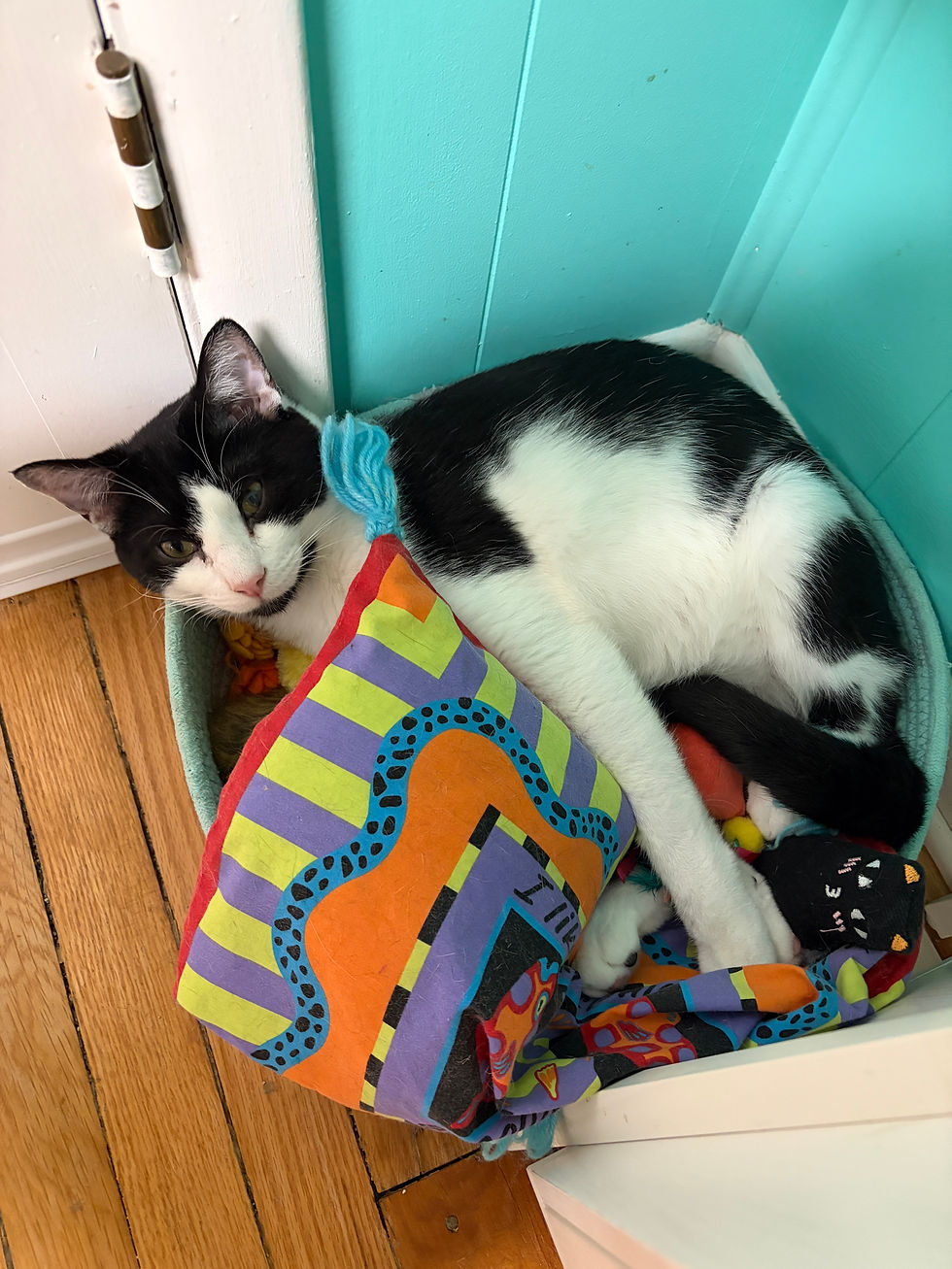 Overhead view of cat toys scattered around pillows and blankets in a cozy room.