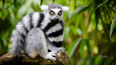 Доставка жизни через континенты: кейс CargoPoint по перевозке кольцехвостых лемуров  