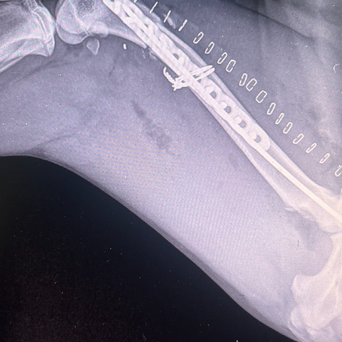 post-op X-rays on a young kelpie bitch with a severe femur fracture