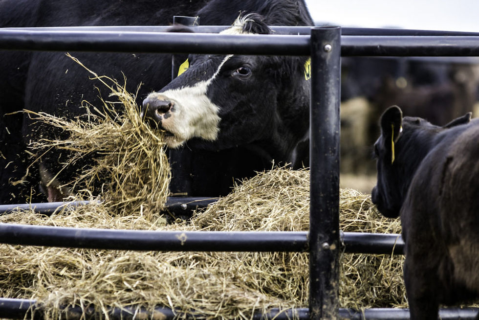 Transitioning drought feeding into calving season