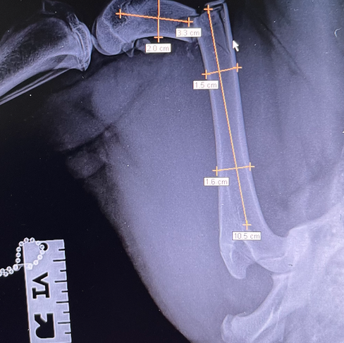 pre op X-rays on a young kelpie bitch with a severe femur fracture