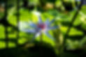 flower-1286081.jpg