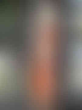 46. A Garden #2. 2010.