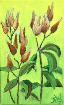 36. Swamp Milkweed Pods. 2024.