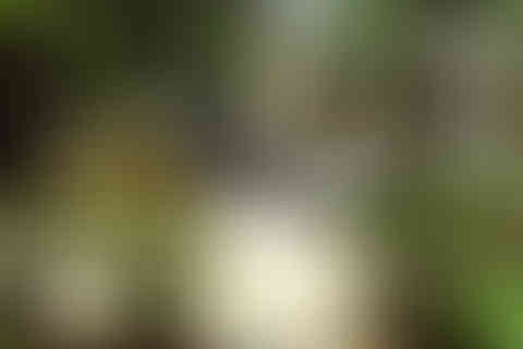 14. Circulo Vivo. 1981.