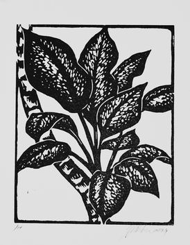 42. Dieffenbachia. 2019.