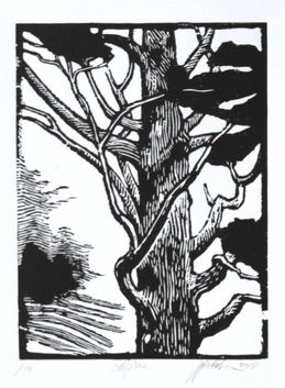 40. Old Pine. 2018.