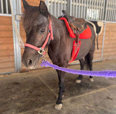 Chocolate chip-new.jpg