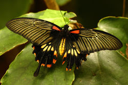 Papillons TF2A9484