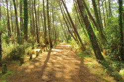 Sous bois Maloueyre 1