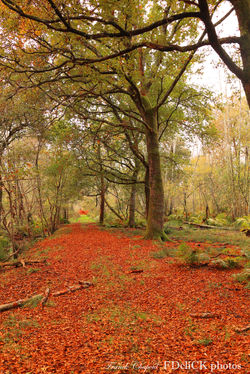 Courant automne S TF2A1809