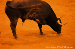 A recortadores S TF2A0807