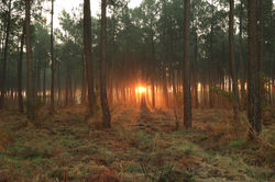 Pins soleil TF2A3256