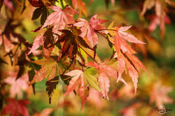 Couleurs d'automne