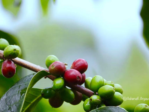 Coffee is Ethiopia's Treasure