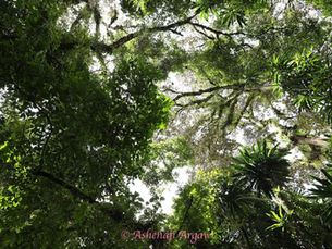 Sheka Wild Coffee Forest