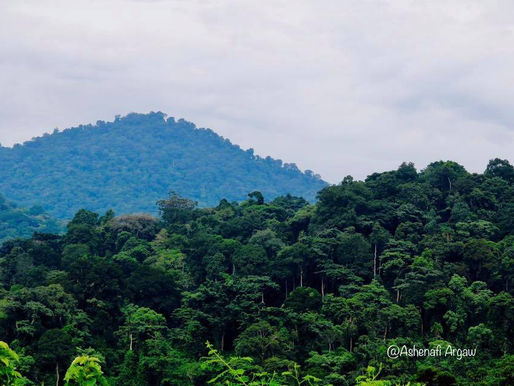 Keffa Coffee Forest