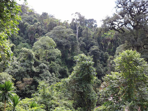 Deep in Keffa Forest