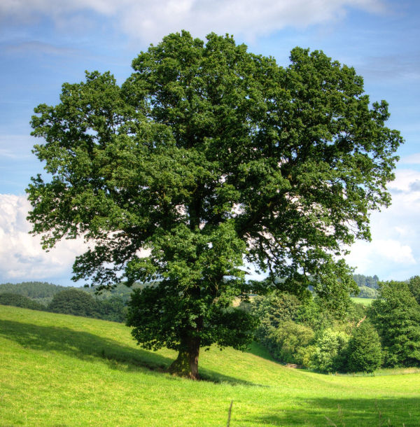 Baum2_edited_edited.jpg