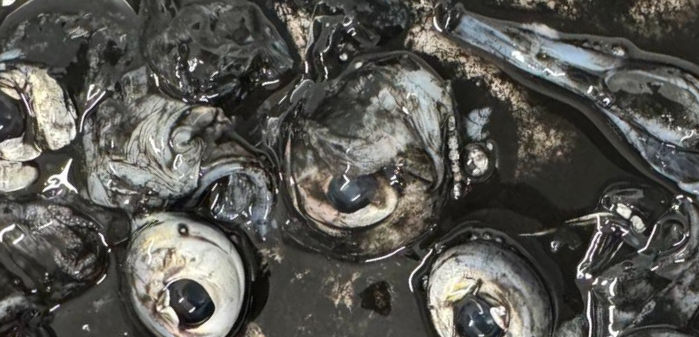 Ingredienti Locali e Sostenibili al Ristorante Follia