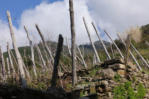 The gnarly vines are trained against the wind from the sea, anticipating that the breeze will push them upright