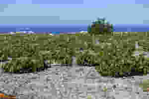 In Santorini, vines are trained low to the ground in a basket shape to collect morning dew