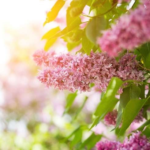 5.png