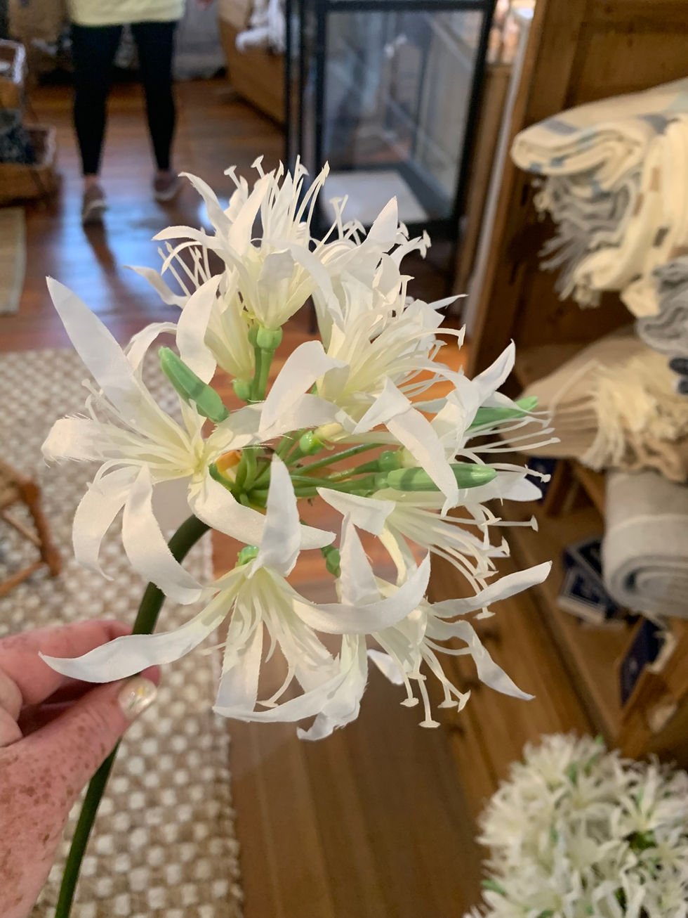 star of bethlehem in full bloom