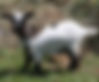 tully.jpeg