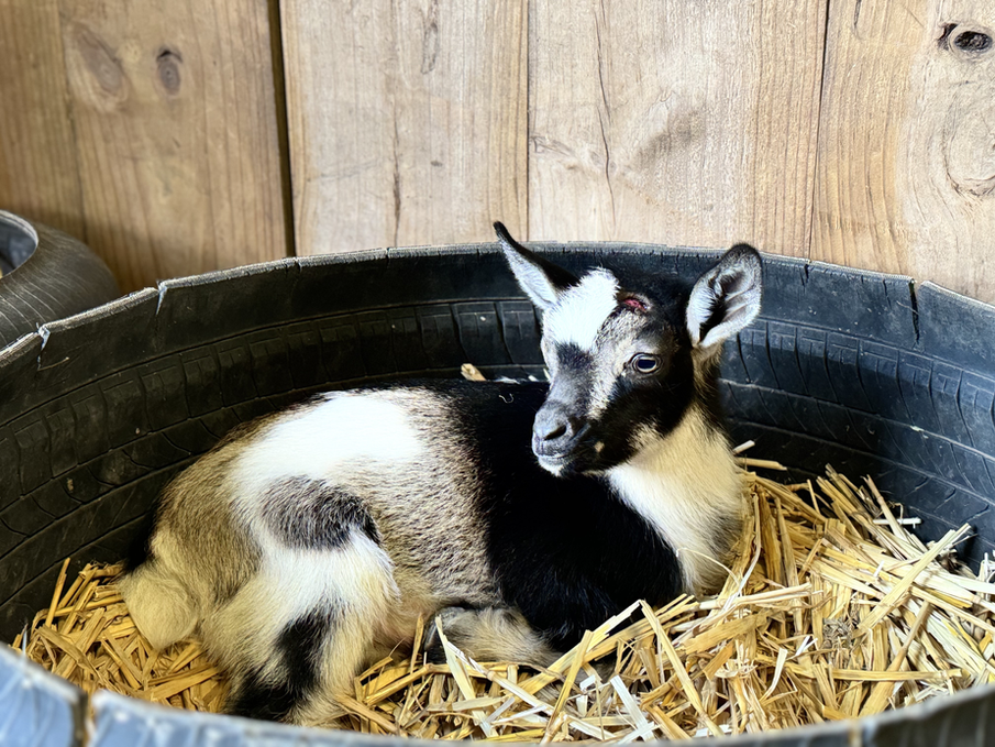 Cute Goat Kids Nigerian Dwarf