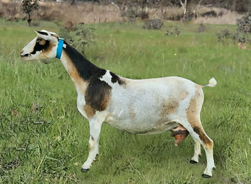 Sahara 2024_edited.jpg