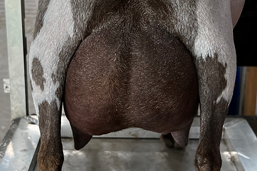 Jolene Udder 2f.HEIC